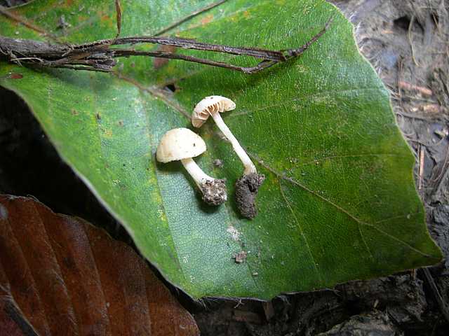 Una strana entita'' (Conocybe sp.)